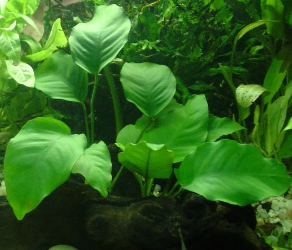 آنوبیاس قهوه